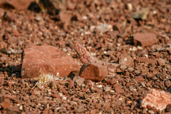 Agama anchietae