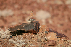 Certhilauda subcoronata