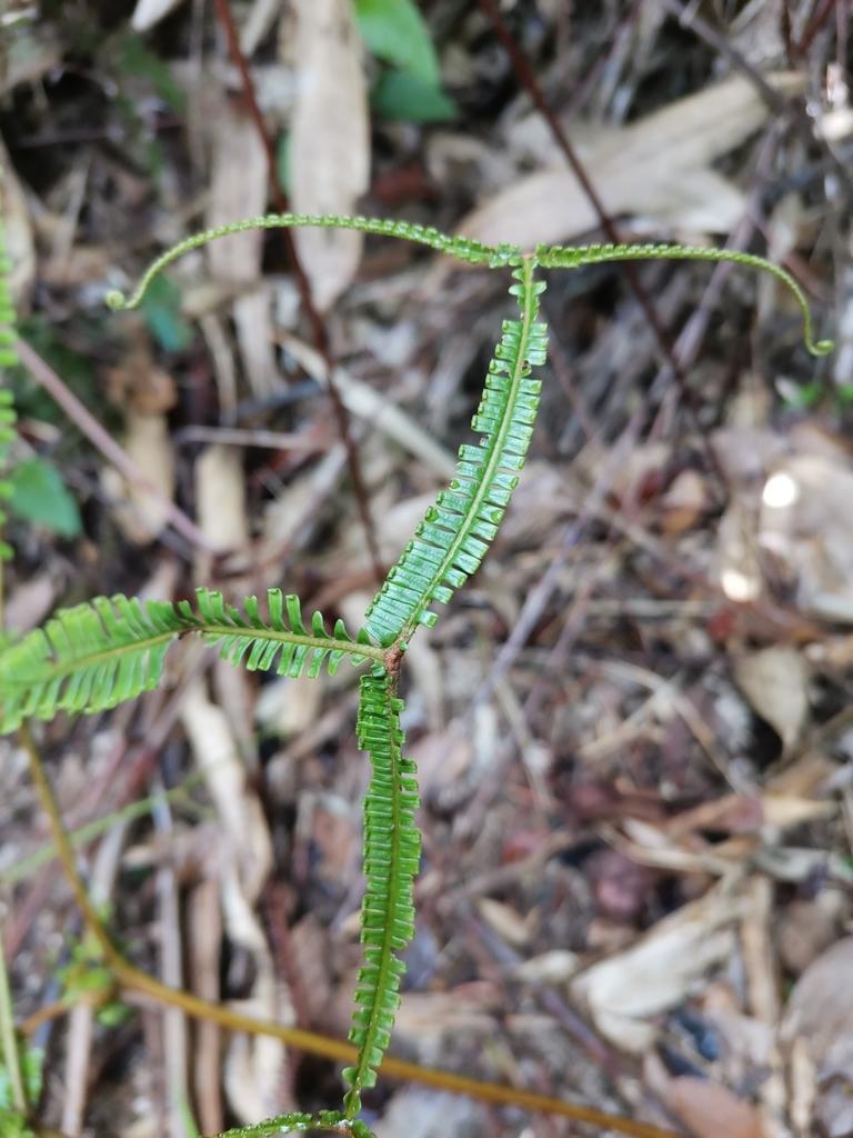 Sticherus hirtus