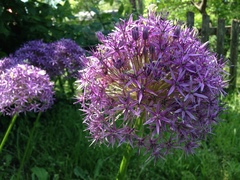 Allium