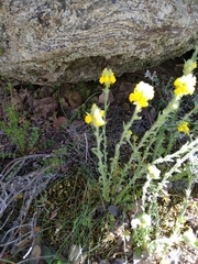 Linaria saxatilis