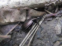 Carabus cumanus