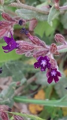 Anchusa hybrida
