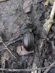 Carabus cumanus