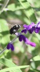 Xylocopa tabaniformis