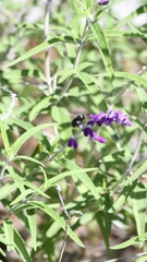 Xylocopa tabaniformis