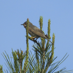 Curruca iberiae