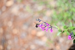 Xylocopa tabaniformis