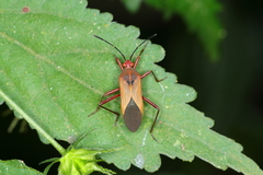 Hypselonotus bitrianguliger