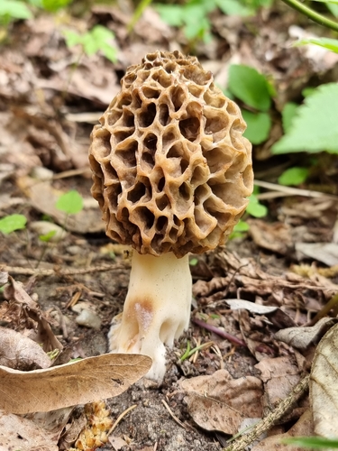 Yellow Morel
