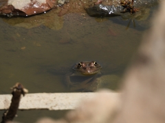 Lithobates montezumae