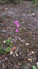 Silene scabriflora