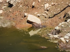 Lithobates montezumae