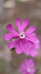 Silene scabriflora