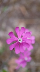 Silene scabriflora
