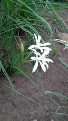 Pancratium parvum