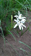 Pancratium parvum