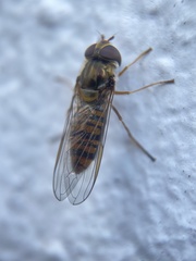 Episyrphus balteatus