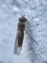 Episyrphus balteatus