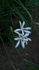 Pancratium parvum