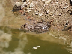 Lithobates montezumae