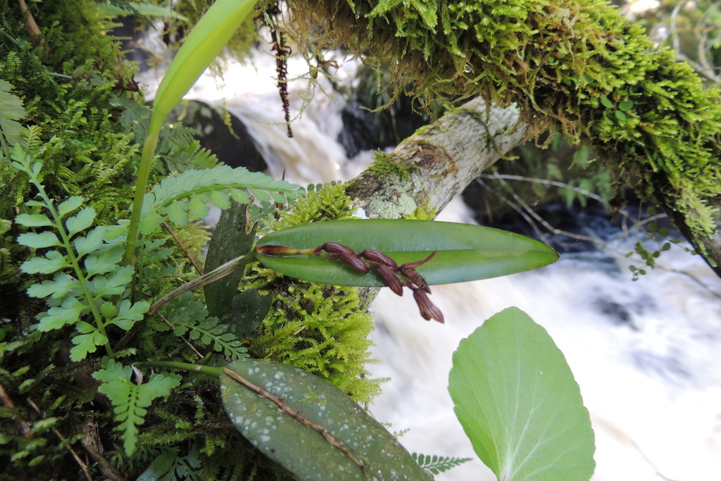 Acianthera pubescens