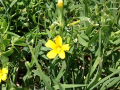 Oxalis