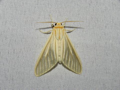 Munona iridescens
