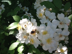 Rosa