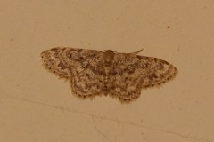 Idaea inquinata