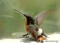 Chaetocercus heliodor