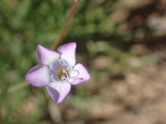 Gilia ochroleuca