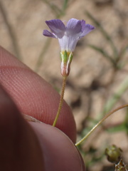 Gilia ochroleuca