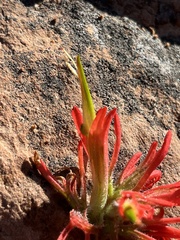 Castilleja scabrida