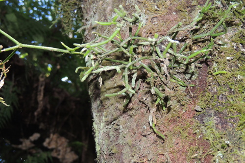 Image of Rhipsalis teres by (c) William G. Borges, some rights reserved (CC BY)