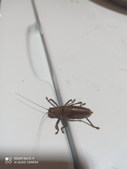 Liparoscella modesta