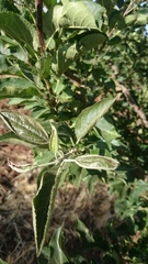 Aculus schlechtendali