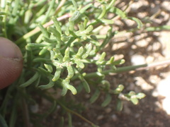 Gilia ochroleuca