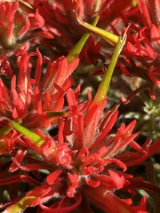 Castilleja scabrida