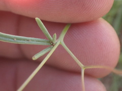 Gilia ochroleuca