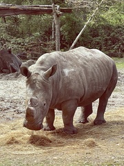 Rhinocerotidae