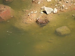 Lithobates montezumae