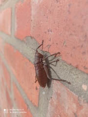 Liparoscella modesta