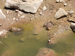 Lithobates montezumae