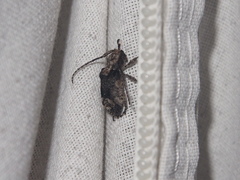 Pterolophia annulata