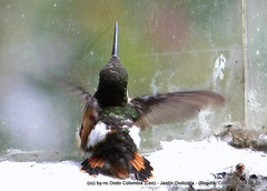 Chaetocercus heliodor