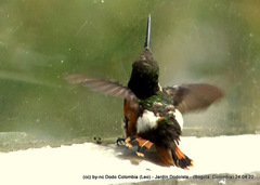 Chaetocercus heliodor