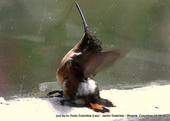 Chaetocercus heliodor