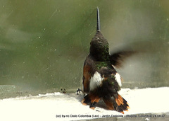 Chaetocercus heliodor