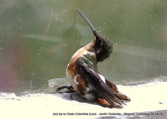 Chaetocercus heliodor